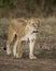 Lioness walking along the road in the national park. Kenya. Tanzania. Maasai Mara. Serengeti.