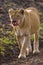 Lioness walking along the road in the national park. Kenya. Tanzania. Maasai Mara. Serengeti.