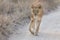 Lioness walking carefully along a road looking attentive forward