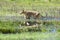 Lioness walking through flood, beautiful scenery, Okavango Delta, Botswana. Wildlife