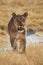 Lioness walking in frontally in Etosha National Park