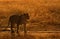 Lioness walking in the golden light at Masai Mara