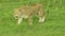 Lioness are walking on the grass.