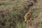 Lioness walking on the grass during a safari at Ngorongoro Crater in Tanzania