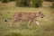 Lioness walking through long grass near bushes