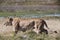 Lioness walking through the reeds