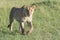 Lioness walking on savannah looking at camera