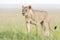 Lioness walking on savannah looking in distance