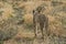 Lioness walking on savannah view from behind. Namibia. Africa.