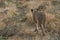 Lioness walking on savannah view from behind. Namibia. Africa.