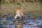 Lioness Walking in Swamp