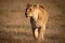 Lioness walks across dry savannah looking left