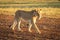 Lioness walks along airstrip during golden hour