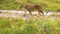 Lioness walks along the pride wildlife animal hunter, feline female panthera look pride, big botswana eyes, animals