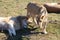 Lioness walks around a lying lion