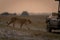 Lioness walks down grassy slope towards jeep