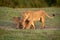 Lioness walks on grass with five cubs