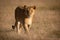 Lioness walks in grass in golden light