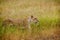Lioness walks in the grass in Kenya, Africa