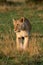 Lioness walks towards camera turning head left