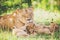 Lioness are washing her cubs in the grass.