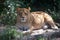 Lioness, Washington, DC zoo