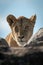 Lioness watches camera between rocks in sunshine