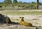 Lioness watching a giraffe walking past with a herd of wildebeest in the background