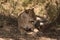 Lioness watching a group of zebras in the Tarangire national par