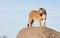 Lioness watching from a rock