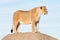 Lioness watching from a rock