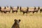 Lioness Watching Topi Antelope Herd