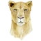 Lioness. Watercolor animal africa wildlife on isoleted white background. Exotic illustration for poster, print t-shirt