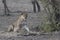 Lioness who sits near a bush on the edge of a shrub savanna near