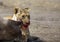 Lioness with wildebeest kill