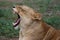 Lioness Yawn