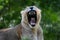 Lioness yawn. Paignton zoo.