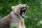 Lioness yawn from Paignton Zoo.