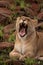 Lioness Yawning