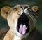 Lioness yawning