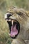 Lioness yawning close-up