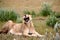 Lioness yawning Etosha Namibia