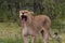 Lioness yawning, Etosha National Park