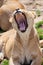 Lioness Yawning. A female lion with mouth wide open showing canine teeth teeth during yawn.