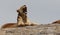 Lioness yawning on  kopjes in Serengeti