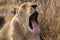 Lioness yawning kruger national park