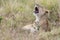 Lioness yawning in the long grass of the Masai Mara