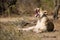 Lioness yawning South Africa