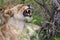 Lioness yawning South Africa