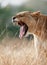 Lioness yawns